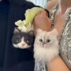 custom 3d needle felting pet brooch and wrist corsage