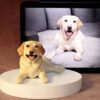 customized soft clay pet replicas